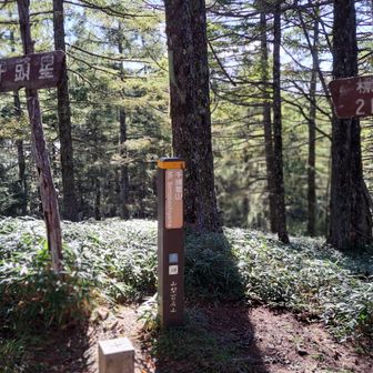 千頭星山は展望がありません