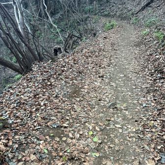 冬の道って感じ