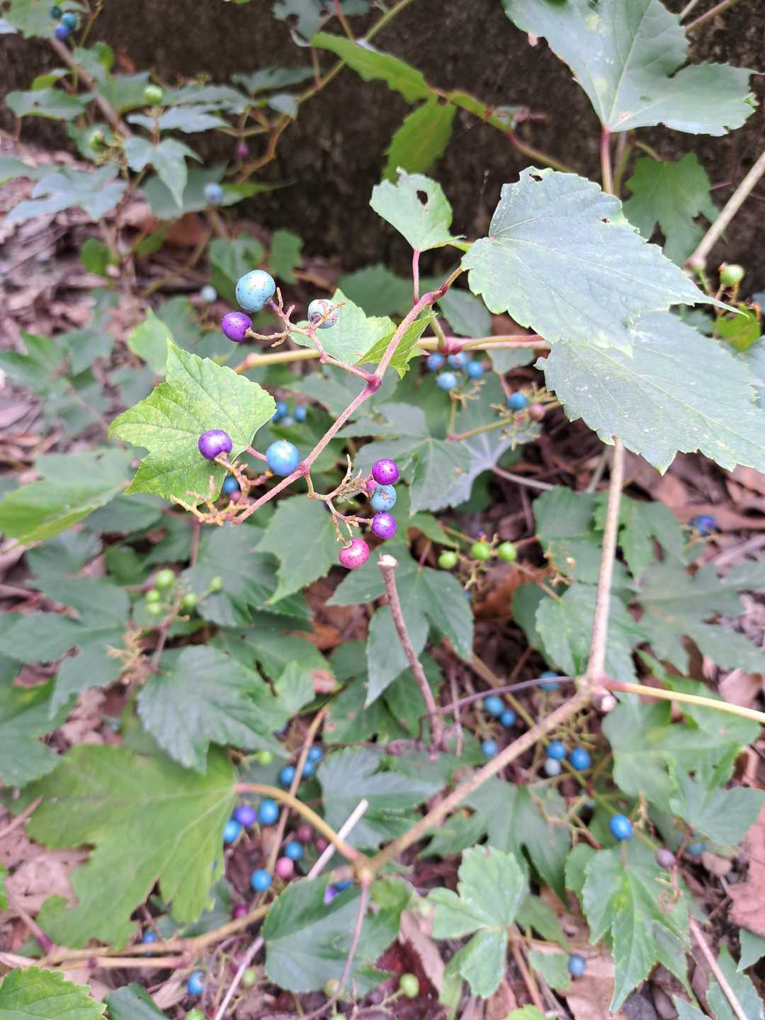 カラフル！ノブドウの実🍇