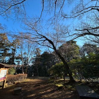 桜🌸の林、春は花見も良し👍