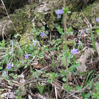 スミレがたくさん