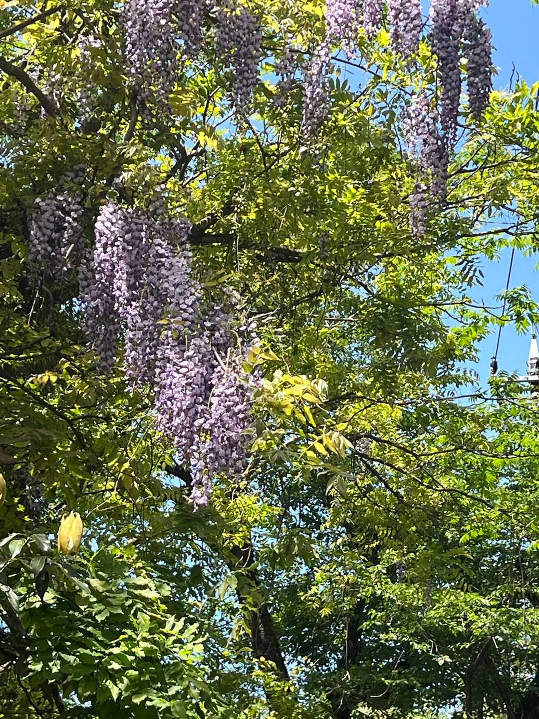 あちらこちらにふじの花
綺麗に咲いてました。