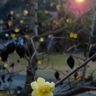 　　　🟡　ロ ウ バ イ 　🟡　　🤗
