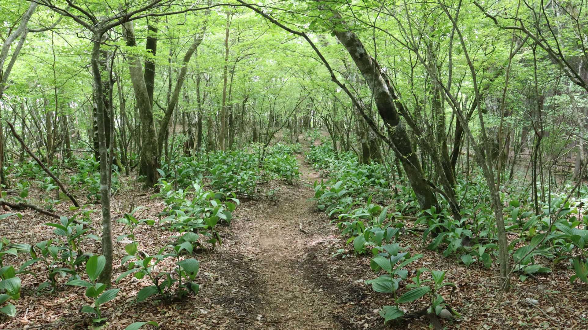 長者ヶ岳から天子ヶ岳へと向う途中のバイケイソウロード🌿🌿
花はまだまだのようです。