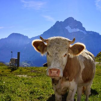 水やりはいつも深夜だけど