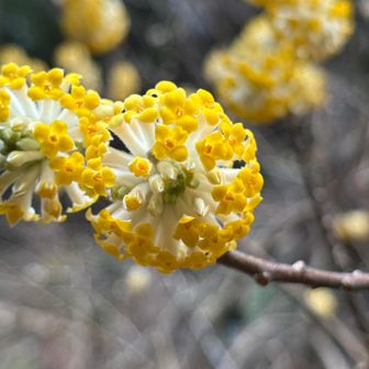 今シーズンも最後かな