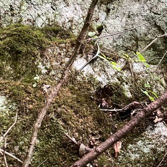 ニホントカゲがいてはりますねん🦎🔍