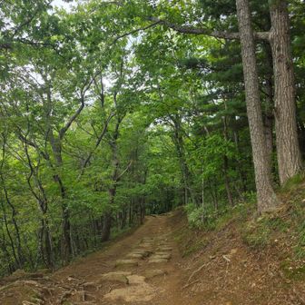 緑に癒される🌳