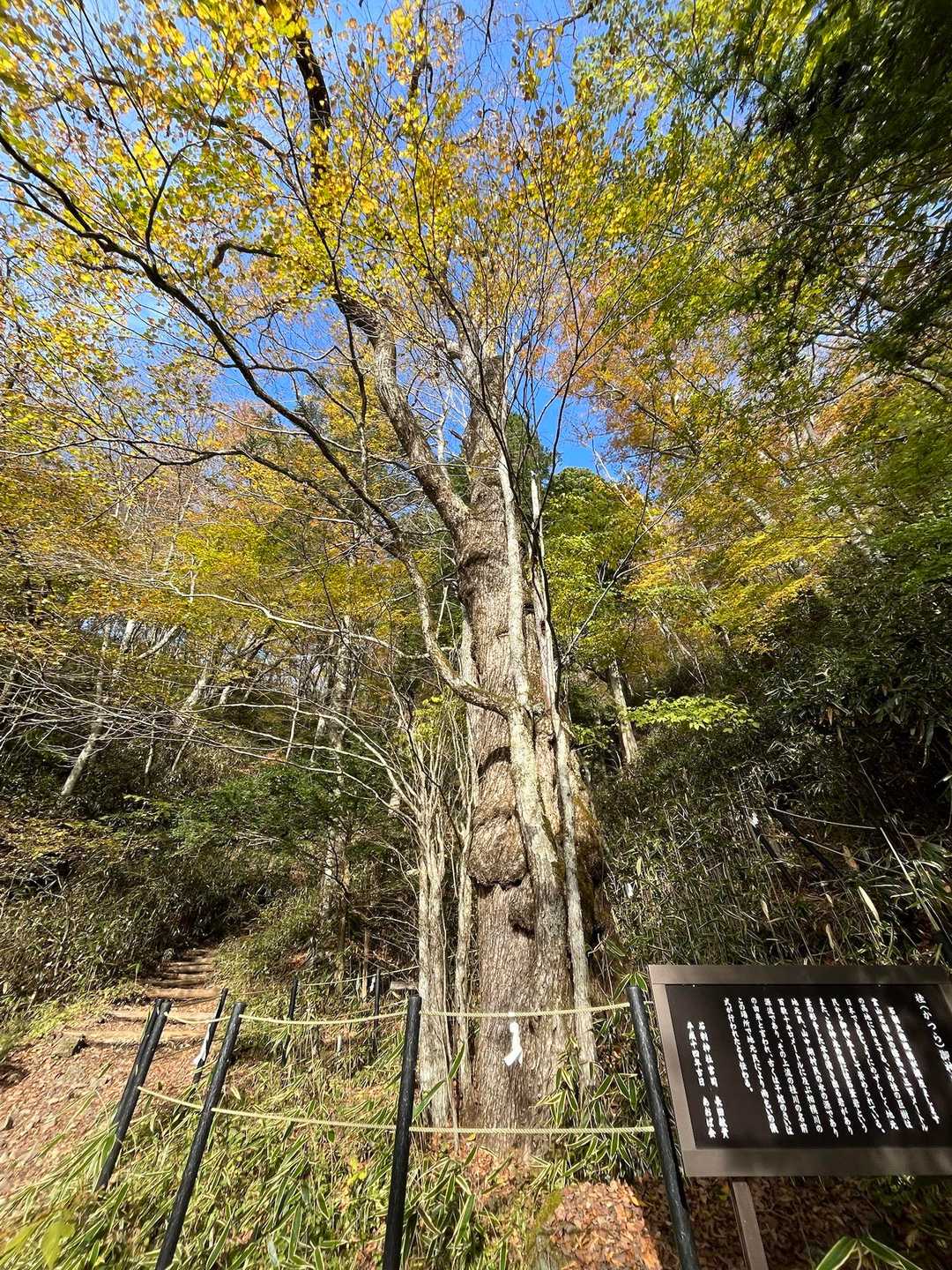 石割山 | 割れた巨岩を御神体とするパワースポットから、間近に富士山を望む稜線への写真