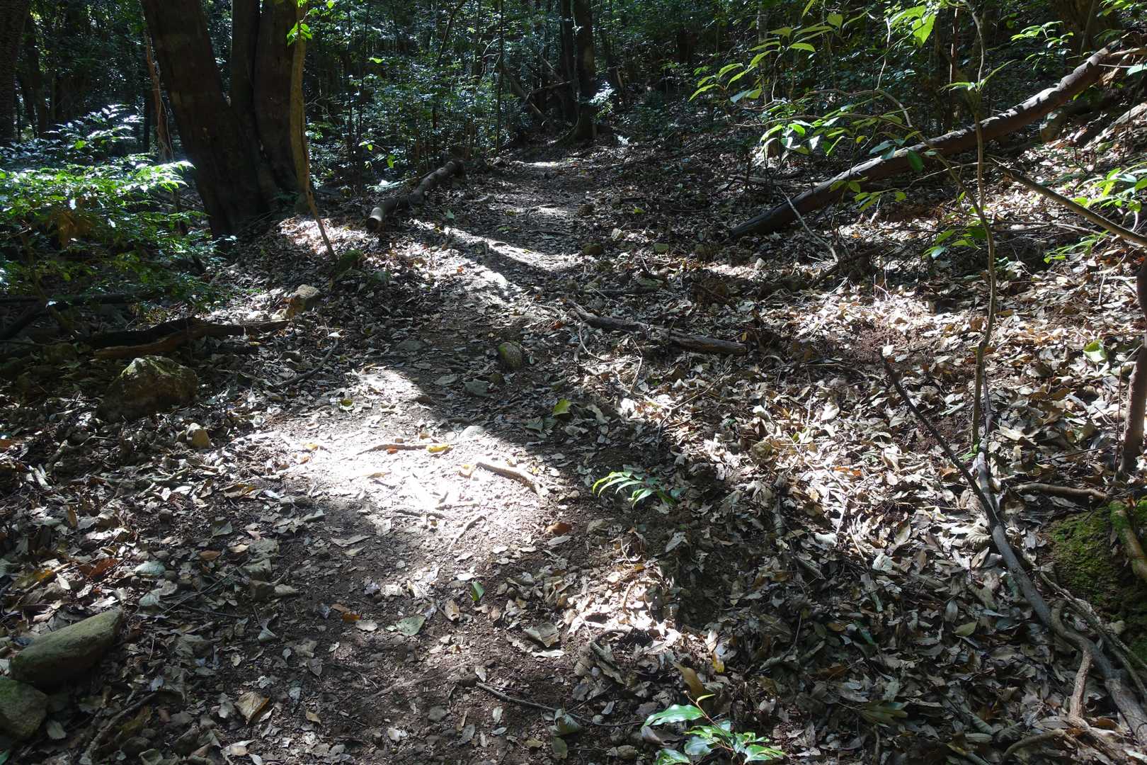 郡岳 往復コースの写真