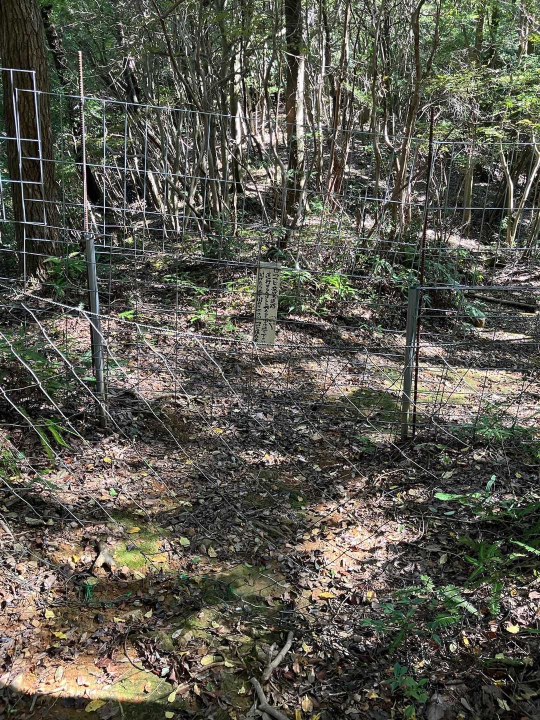 お三方と別れ、帰りも のんびりお話ししながら下山しました☺️

無事、柵まで辿り着きました😊