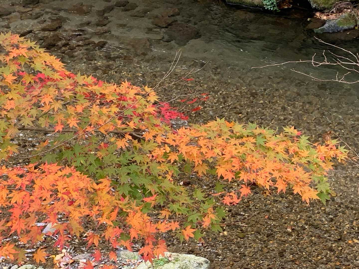 平バス停-平登山口-皆子山 周回コースの写真