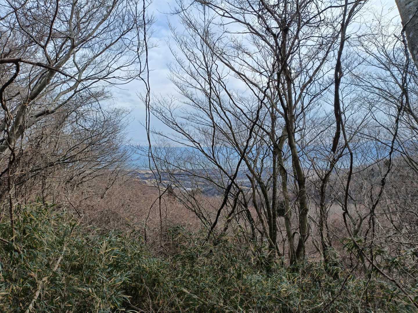 木々の間から海が見えます