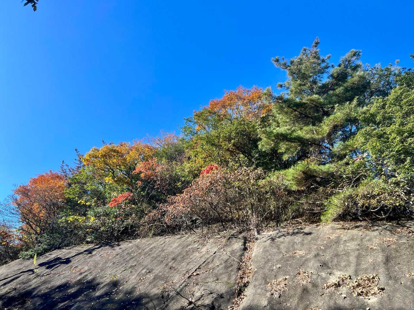 熊ヶ峰-葛城山-彦山 周回コースの写真