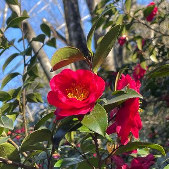 お花〜椿の一種か？