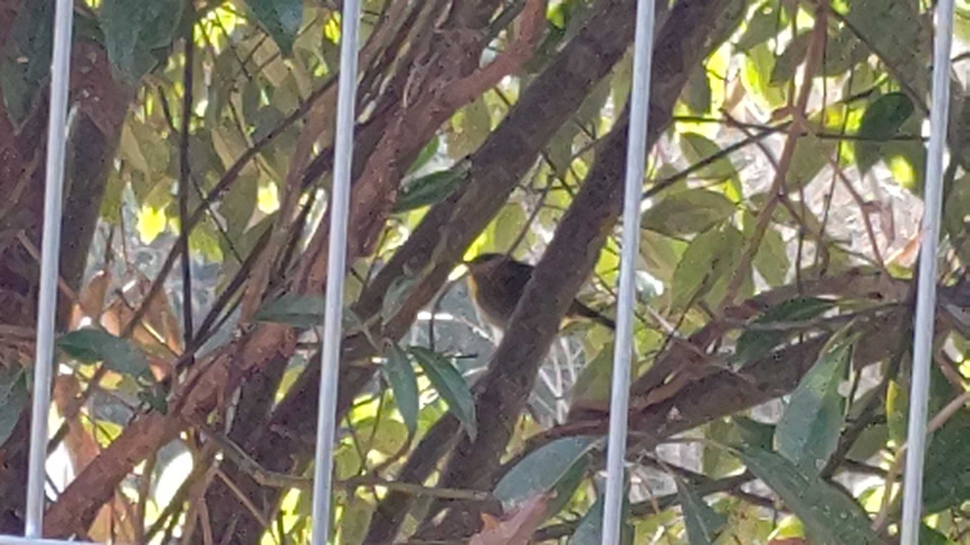 あちこちで囀りが聞こえ春を感じました