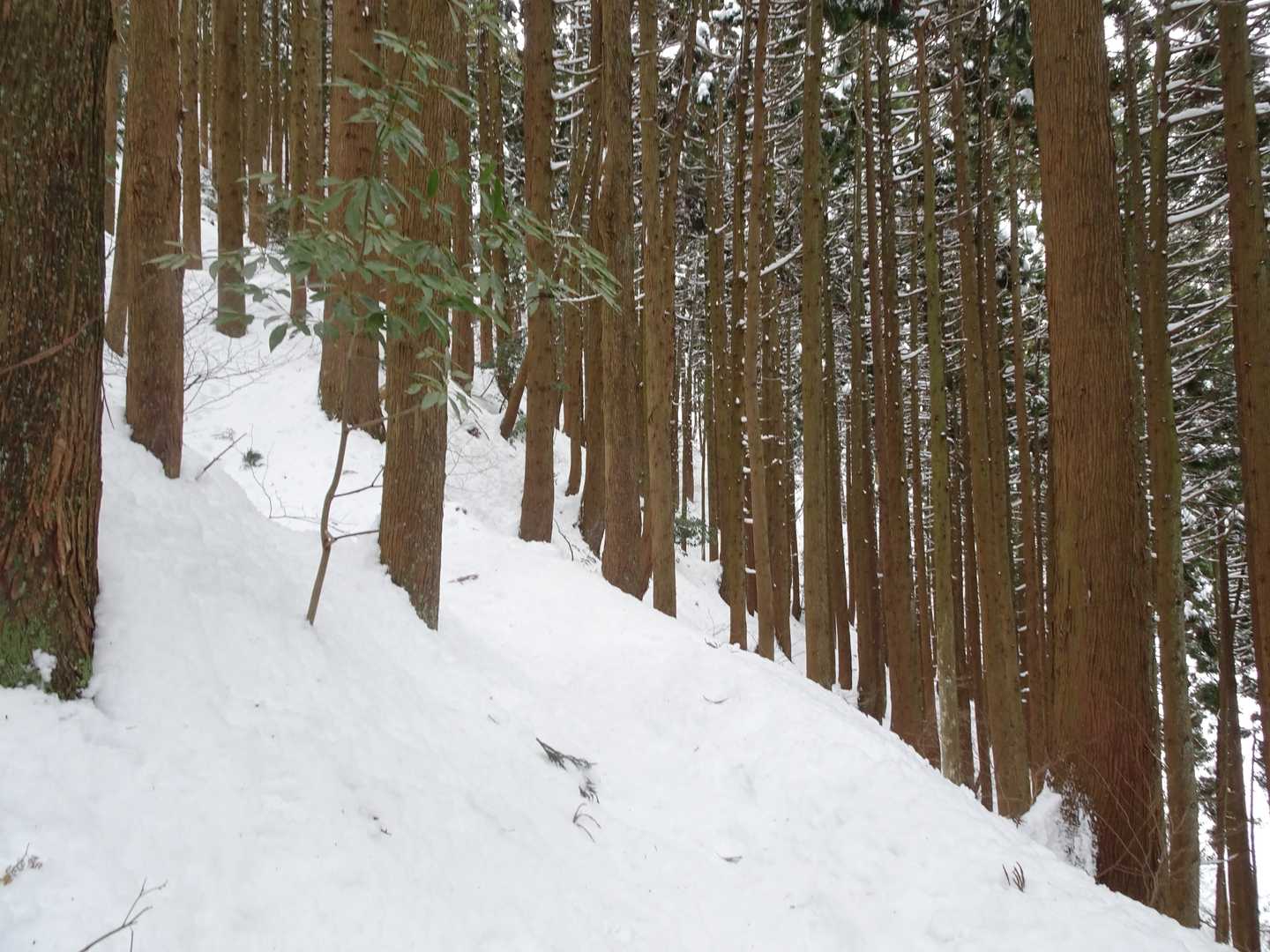 杉林、急坂が続きますが雪も締まっていて歩きやすいです