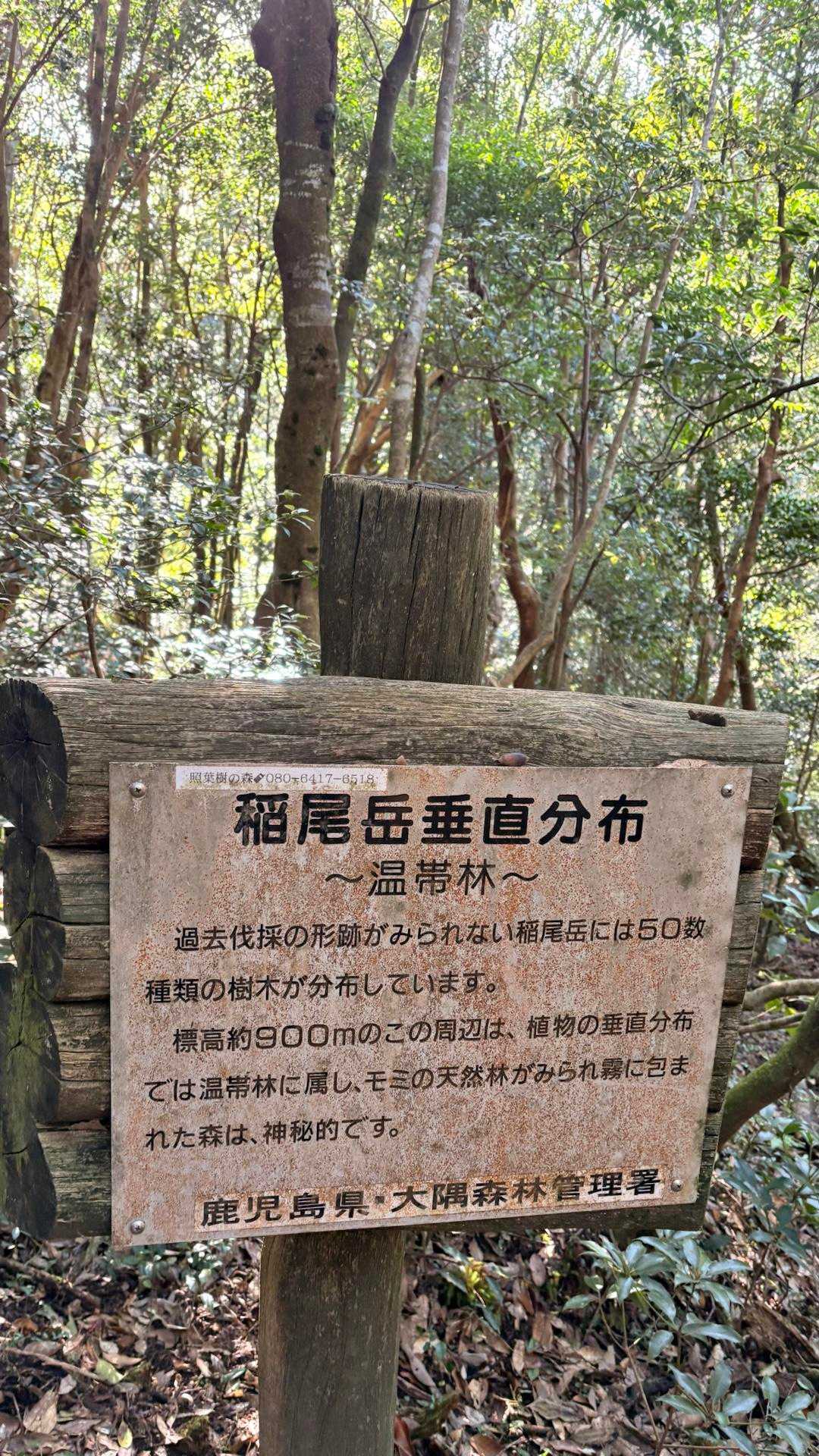 照葉樹林を代表する主な樹木
• シイ（スダジイなど）： どんぐりが実り、大木になります。
• カシ（アラカシ、シラカシなど）： 非常に硬い木材として知られます。
• クスノキ： 樟脳（しょうのう）の香りがし、神社の御神木にも多いです。
• ツバキ： 美しい花を咲かせ、種からは油が採れます。
もし身近に、冬でも青々とした光沢のある葉をつけた深い森があれば、それはかつての日本の原風景を今に伝える、とても貴重な場所かもしれません。