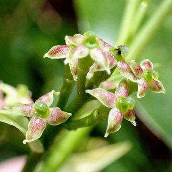 アオキの雌株の花
コチラも雌雄異株
