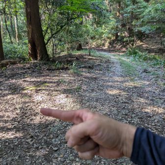 林道と何度か合流しますが、その都度左を選択しました。