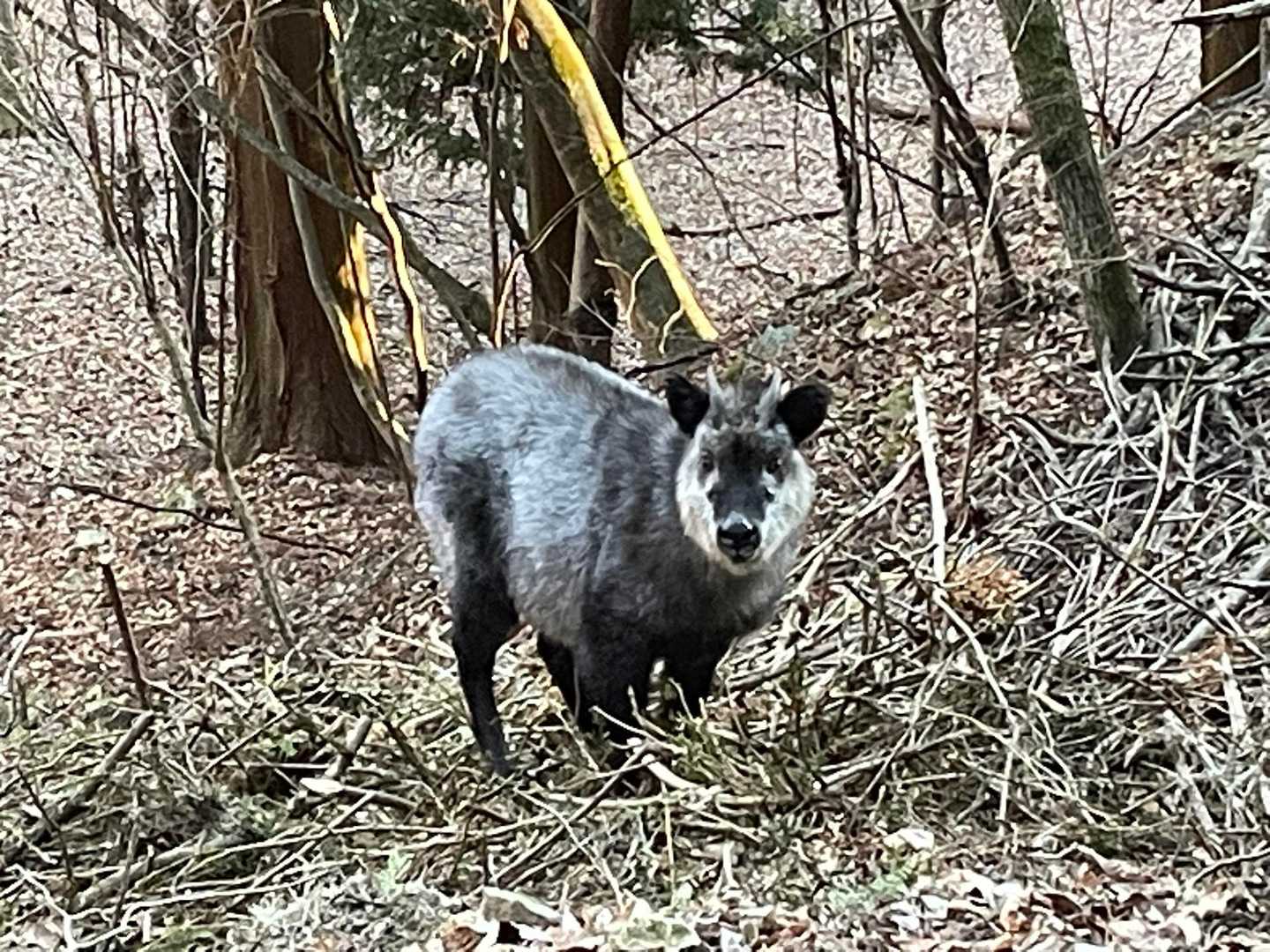 カモシカに会いました