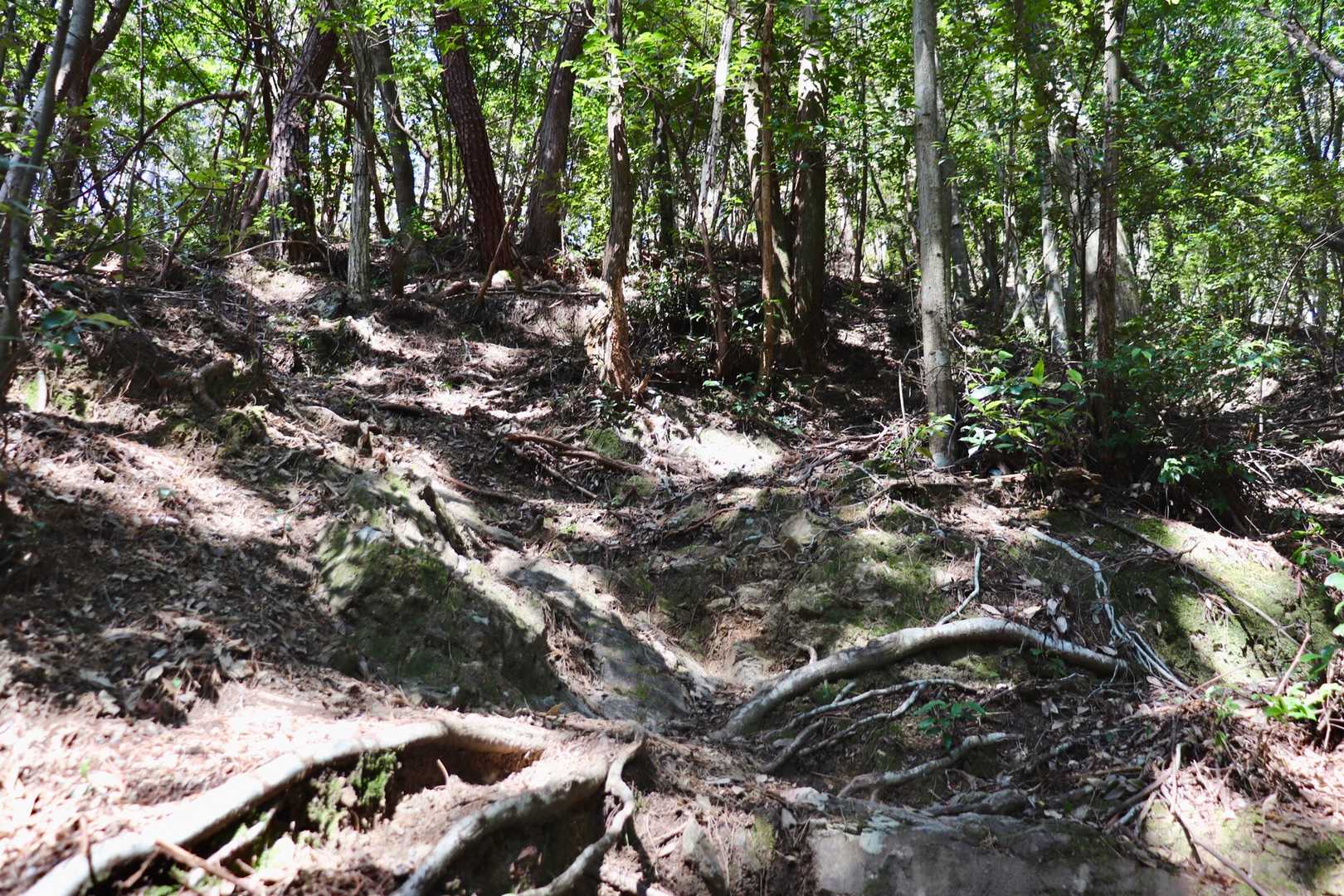 脇から登山道へ。
いきなりなかなかの急坂です。
ワクワクしてきました。