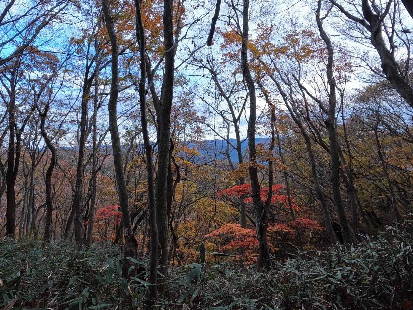 植林地を抜けると紅葉が目立ってきました🍁