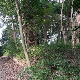この辺りが山頂で一番高いあたり？　立派な御神木が生えています。