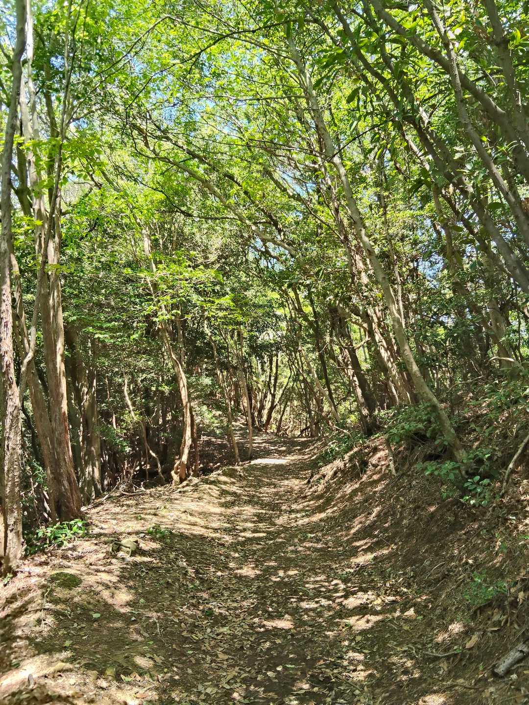 なだらかな道になった
快適過ぎて走れるくらい🏃