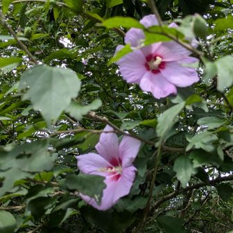 気分転換🌸