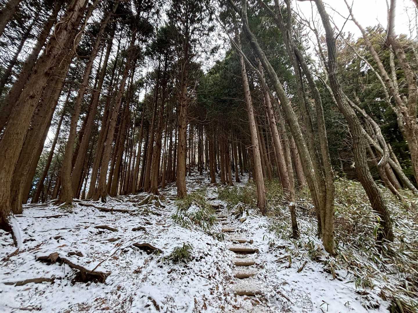 階段を使って登りました。