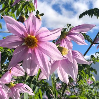 えりりん@いんせき島