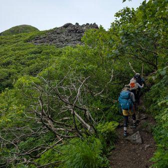 九合目までは樹林の中。