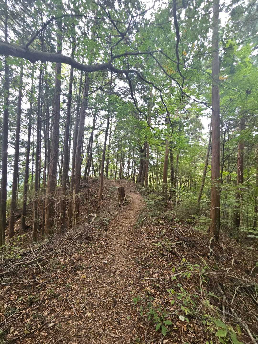 竜王山-竜王山 往復コースの写真
