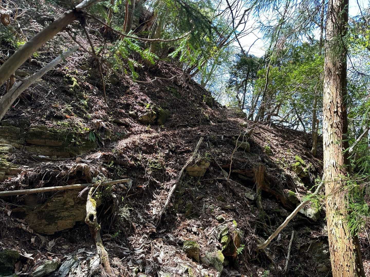 トラバースの登山道はけっこう細いです。倒木も多かったです。