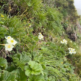 お花盛り

ハクサンイチゲが沢山咲いていました✨