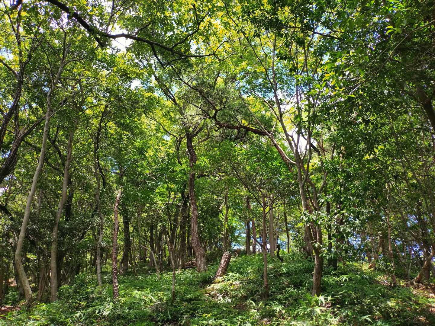 あふれんばかりのエネルギー🌳