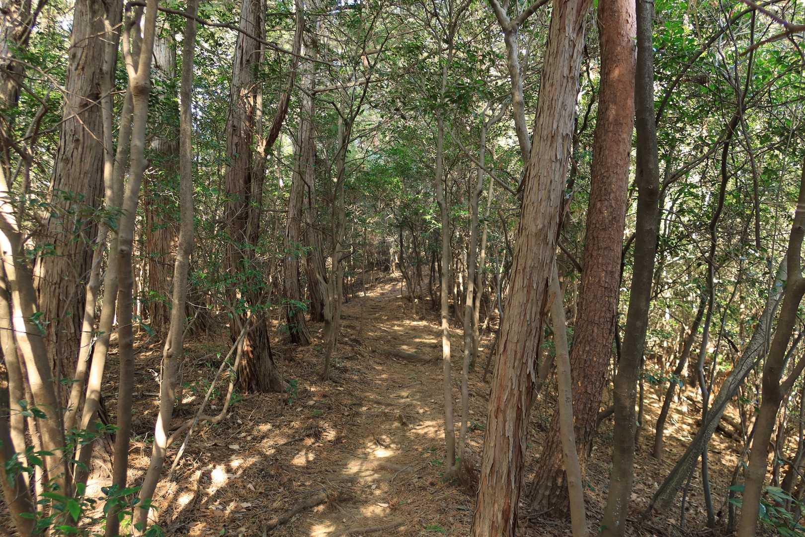 低い木のトンネルが続いて、ちょっと圧迫感がありますね