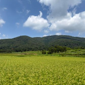 下山すると稲穂と宝篋山がお出迎え🌾