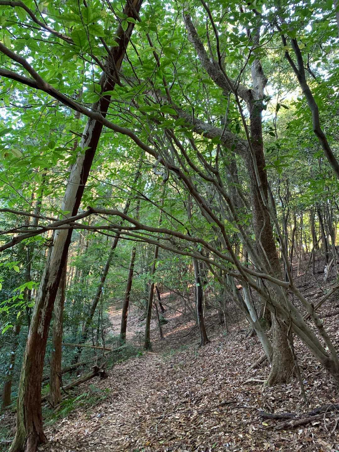 気持ち良い登山道💕