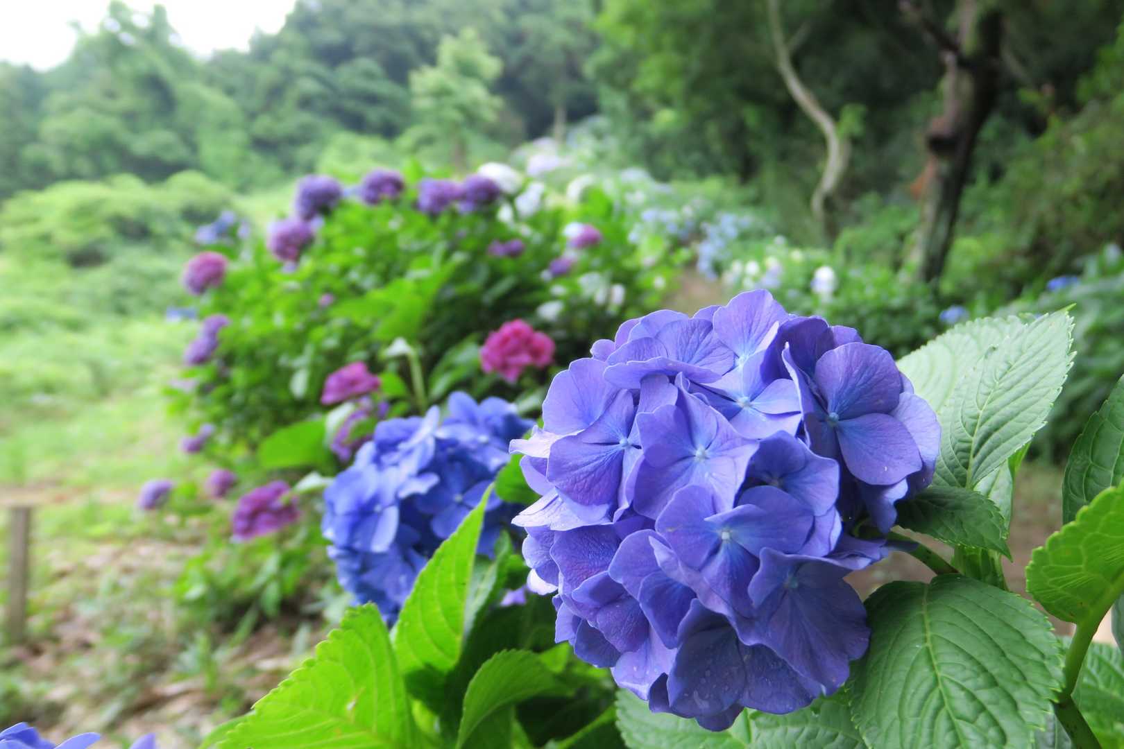 あじさいロード✨