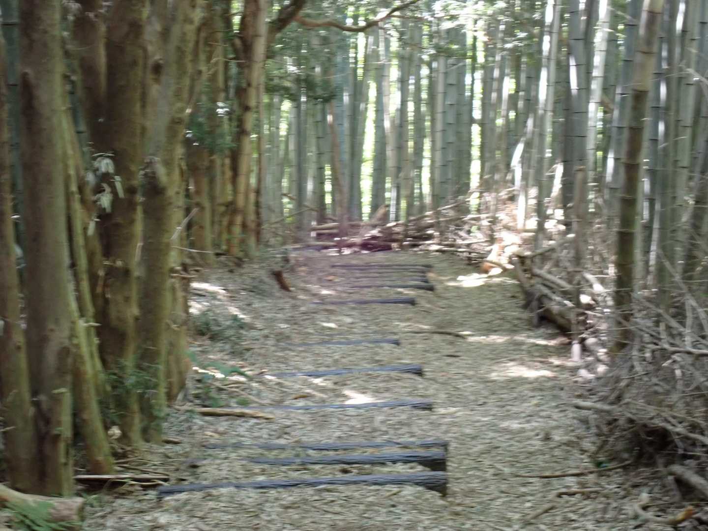 お気に入りの
竹林の小径
