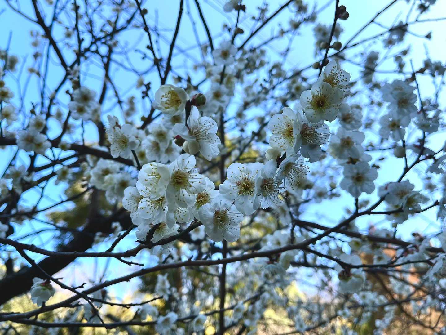 あったかいね〜北海道の山ばかり登ってる山友に雄大な山の話を聞き妄想にふける😊