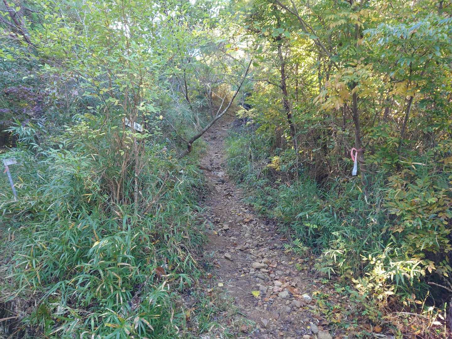 雨生山、金山は2回目だけど、前回とは違うコースを行きます🚶‍♀️
