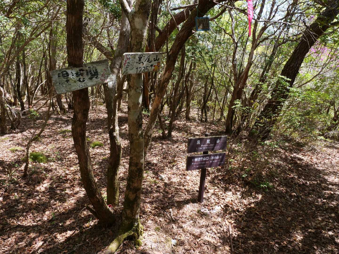果無越え入口-和田森-安堵山-冷水山 往復コースの写真