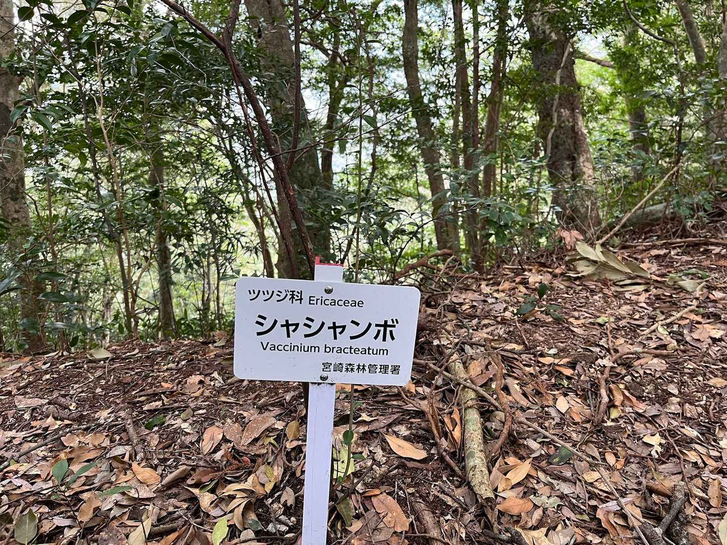 一度見たら頭から離れないw
シャシャンボ