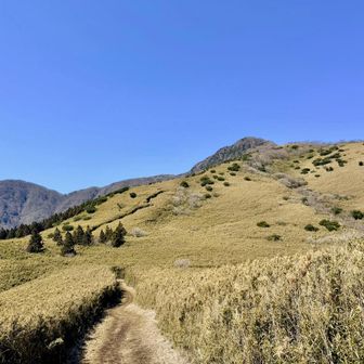 草原に見えますが、背丈の高〜いハコネダケ。