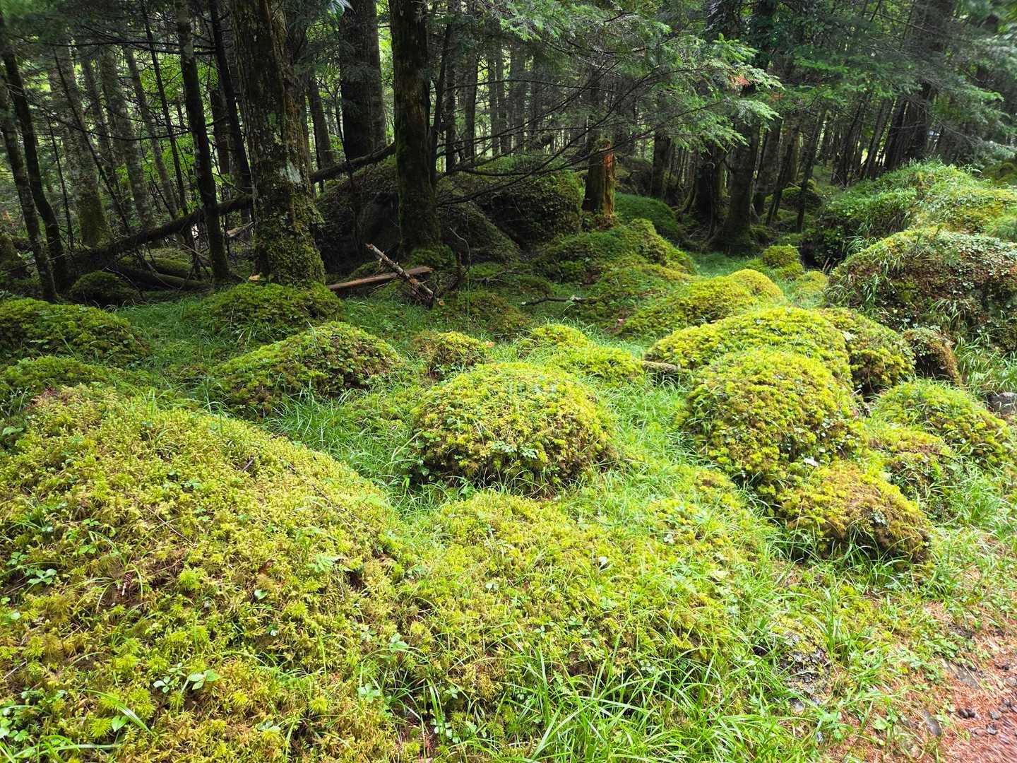 苔に癒され😊