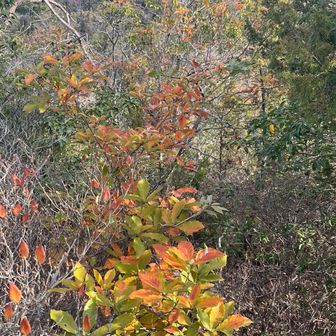 まだ紅葉も楽しめました🍁