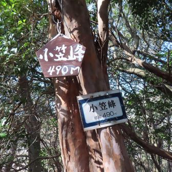 尾根まで登りきると少し歩きやすくなりました。